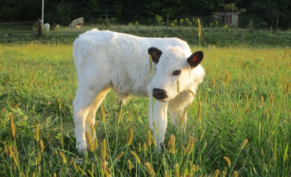 Cute cow